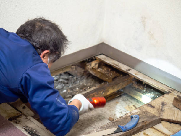 Best Crawl Space Mold Removal  in Cape Coral, FL