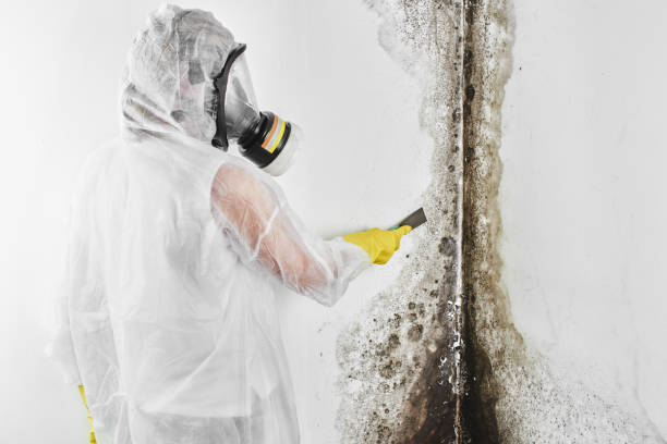 Best Residential Mold Removal  in Cape Coral, FL