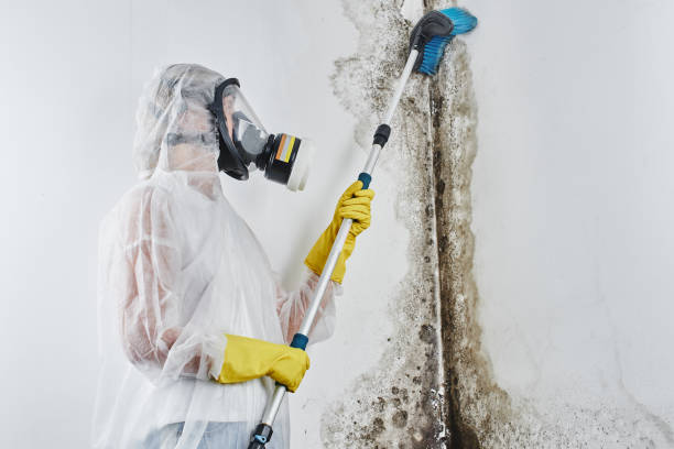 Best Mold Damage Repair  in Cape Coral, FL