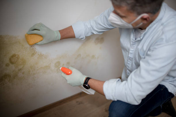 Best Mold Removal Company Near Me  in Cape Coral, FL