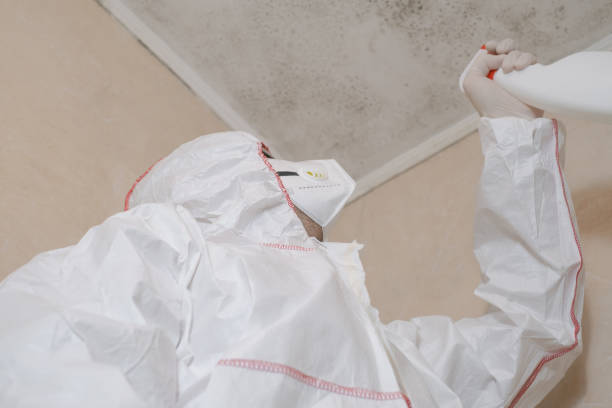 Mold Removal Process in Cape Coral, FL