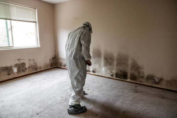 Best Office Mold Removal Services  in Cape Coral, FL