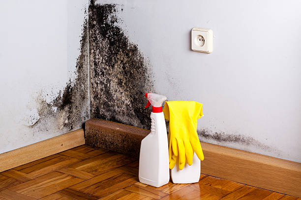 Best Attic Mold Removal  in Cape Coral, FL