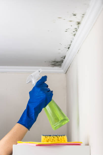 Best Mold Damage Repair  in Cape Coral, FL