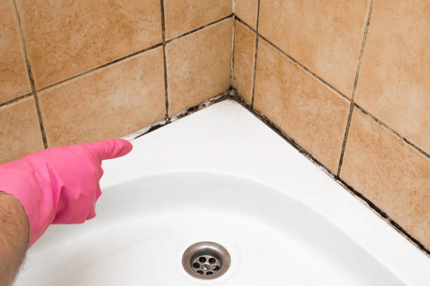 Best Toxic Mold Removal  in Cape Coral, FL